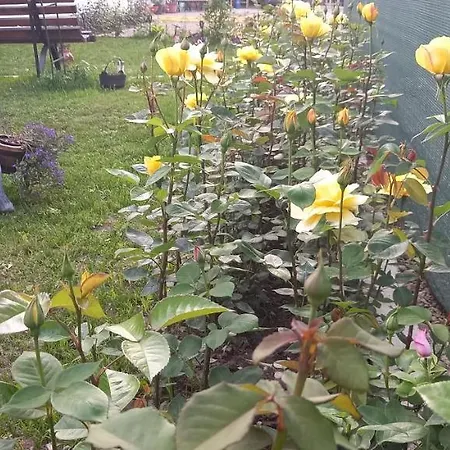 Casa Danei 브라쇼브